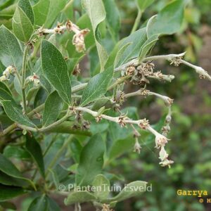 Garrya thuretii