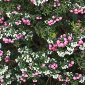 Gaultheria mucronata 'Stag River'