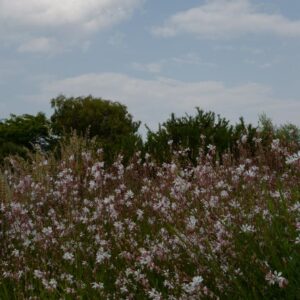 Gaura lindheimeri