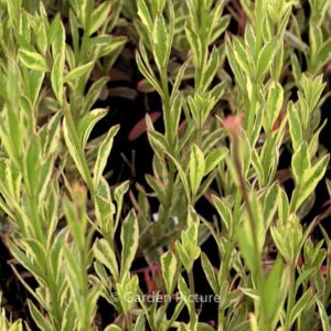 Gaura lindheimeri 'Corrie's Gold'