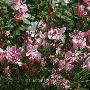Gaura lindheimeri 'Siskiyou Pink'