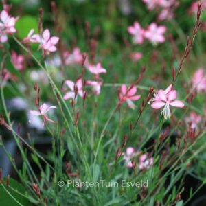 Gaura lindheimeri 'Summer Emotions'