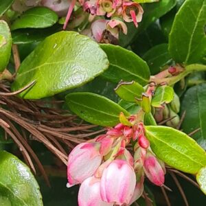 Gaylussacia brachycera