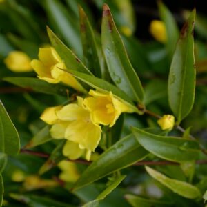 Gelsemium sempervirens