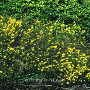 Genista pilosa 'Goldilocks'
