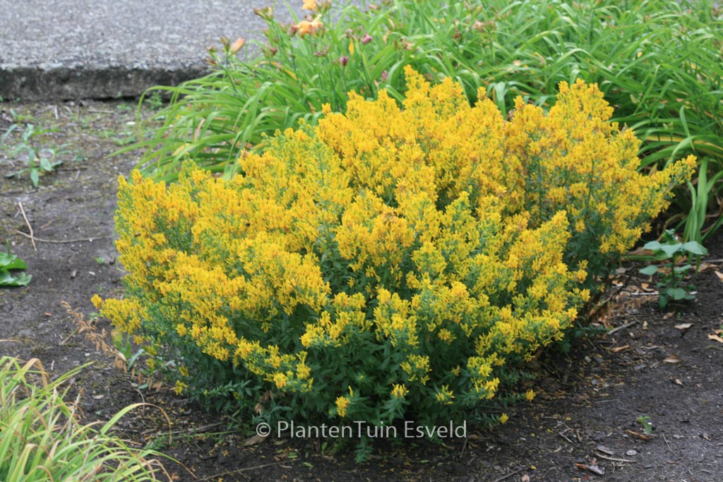 Genista tinctoria 'Royal Gold'