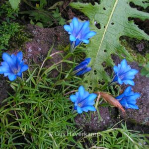 Gentiana sino-ornata