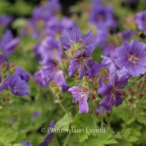 Geranium 'Alan Mayes'