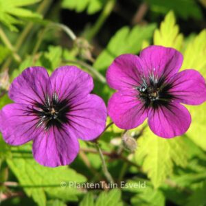 Geranium 'Ann Folkard'
