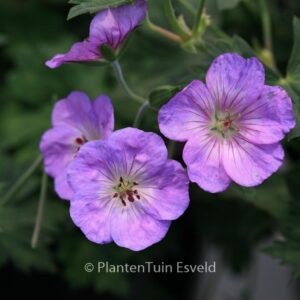 Geranium 'Azure Rush'