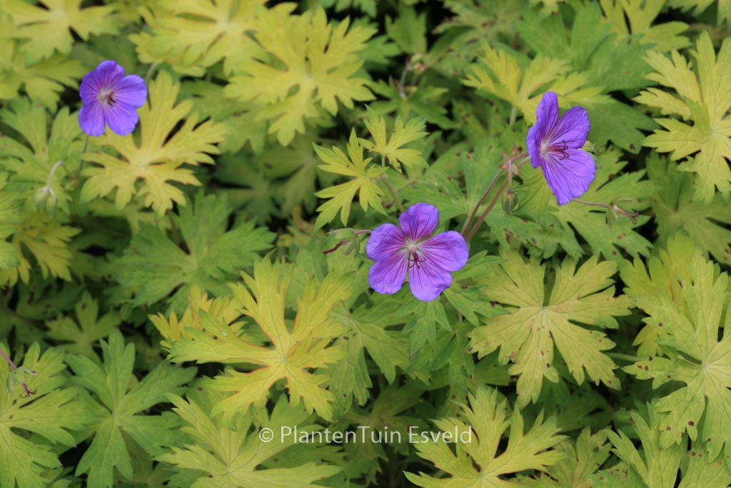 Geranium 'Blogold' (BLUE SUNRISE)