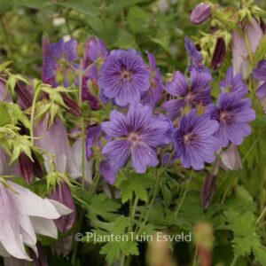 Geranium 'Blue Blood'