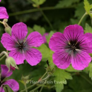 Geranium 'Brembra' (DRAGON HEART)