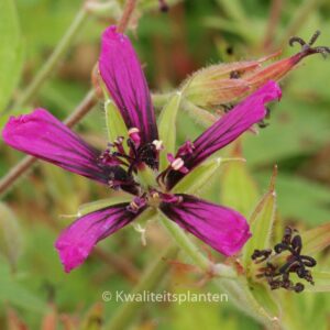 Geranium 'Catherine Deneuve'