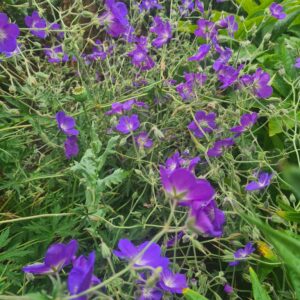 Geranium 'Eureka Blue'