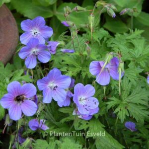 Geranium 'Johnson's Blue'