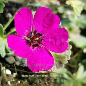 Geranium 'Jolly Jewel Red'