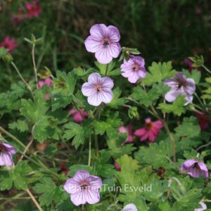 Geranium 'Joy'