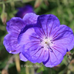 Geranium 'Orion'