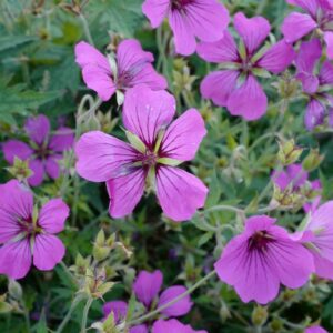 Geranium 'Patricia'