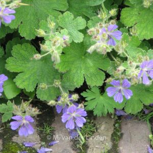 Geranium 'Philippe Vapelle'