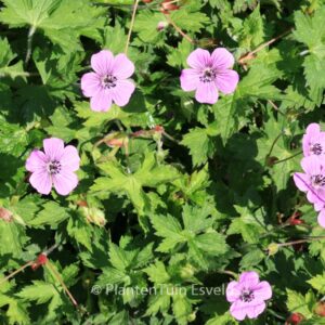 Geranium 'Pink Penny'