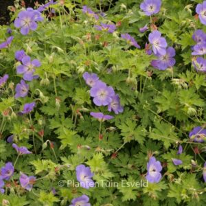 Geranium 'Rozanne'