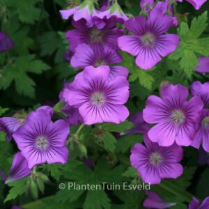 Geranium 'Sirak'