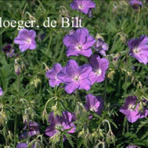 Geranium 'Spinners'