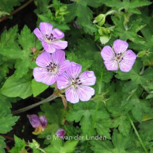 Geranium 'Sweet Heidy'