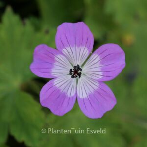 Geranium 'Sylvia's Surprise'