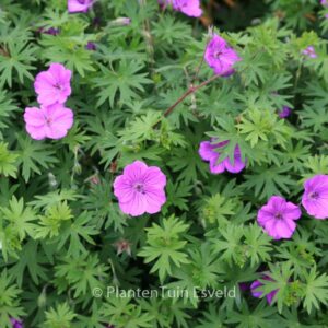 Geranium 'Tiny Monster'