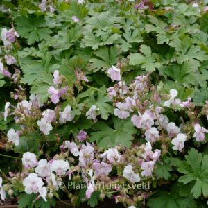 Geranium cantabrigiense 'Biokovo'