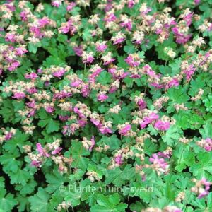 Geranium cantabrigiense 'Cambridge'