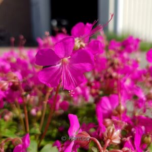 Geranium cantabrigiense 'Intense'