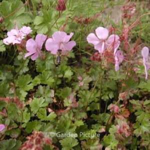 Geranium cantabrigiense 'Karmina'