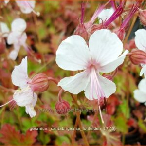 Geranium cantabrigiense 'Lohfelden'