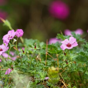 Geranium cinereum 'Ballerina'