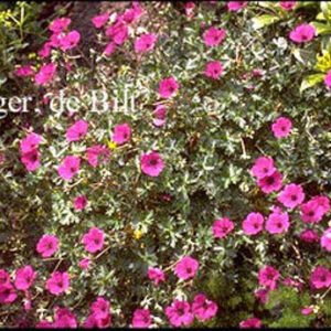 Geranium cinereum 'Giuseppii'