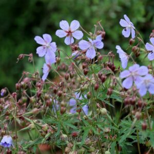 Geranium himalayense