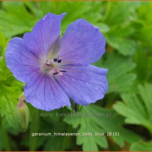 Geranium himalayense 'Baby Blue'