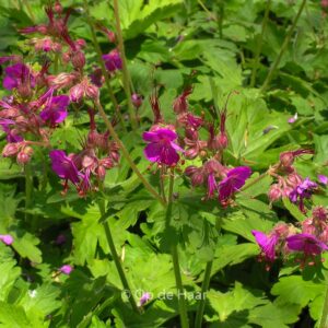 Geranium macrorrhizum