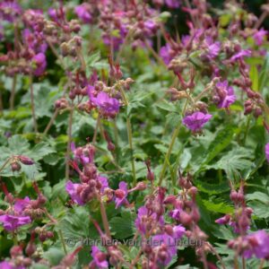 Geranium macrorrhizum 'Bevan's Variety'