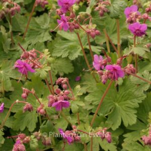 Geranium macrorrhizum 'Czakor'