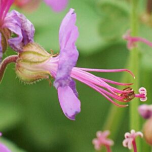 Geranium macrorrhizum 'Olympos'