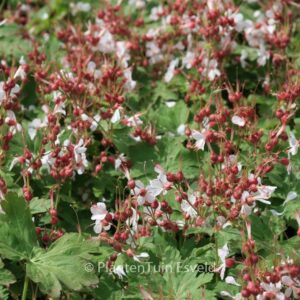 Geranium macrorrhizum 'Spessart'