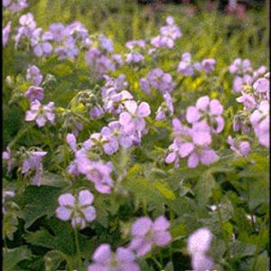 Geranium maculatum 'Chatto'