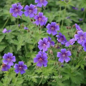 Geranium magnificum