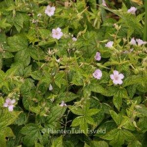 Geranium nodosum