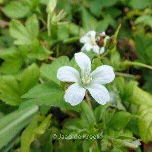 Geranium nodosum 'Silverwood'